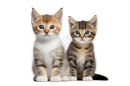 两只短毛猫紧挨着坐着图片