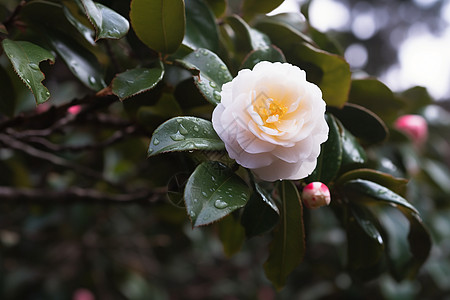 山茶花骨朵图片