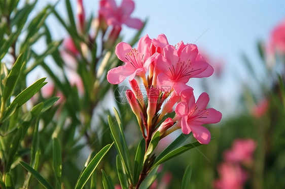 自然生长的夹竹桃花图片