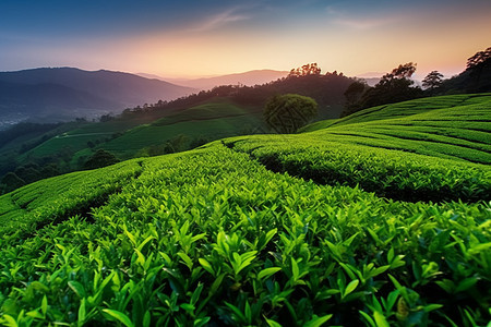 绿色的茶园图片