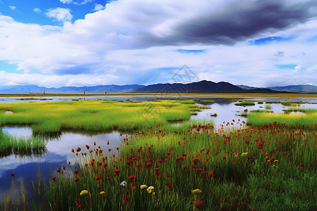 美丽湿地风景图片