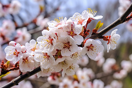 桃花酿春天绽放的桃花背景