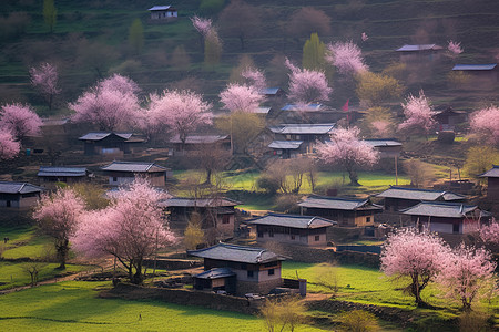 美丽桃花园图片