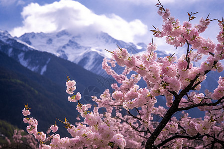 桃花风景西藏雪山风景背景