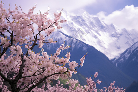 高清樱花素材雪山上的桃花背景