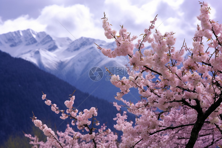 西藏林芝雪山风景图片