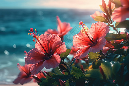 夏天海边盛开的芙蓉花背景图片