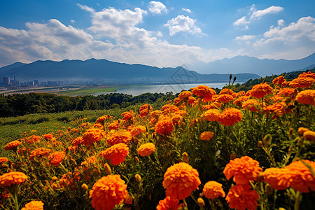 腾冲花海世界图片