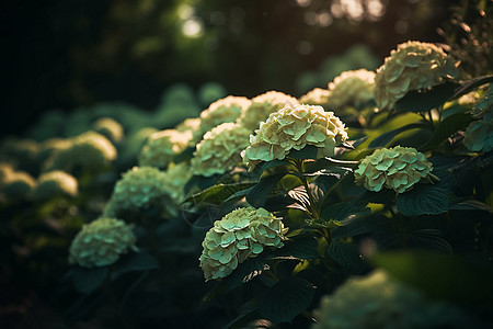 绣球花灌木丛的特写镜头图片