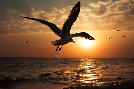 日落的天空中飞翔着海鸥图片