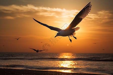 日落时分海上飞翔的海鸥图片