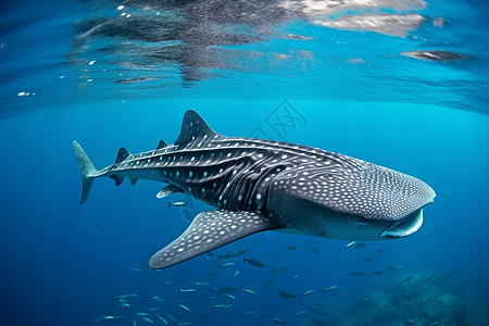 海底水下生物图片