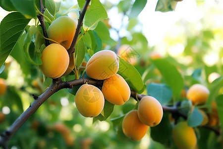 树枝上成熟的杏子图片