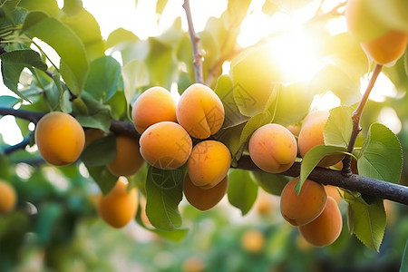 果园里的杏子图片