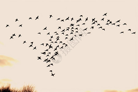 空中成群飞翔的鸟图片