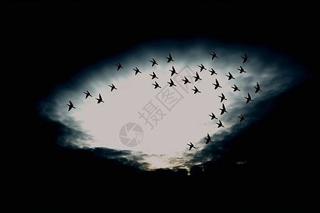 空中飞成一排的鸟背景图片