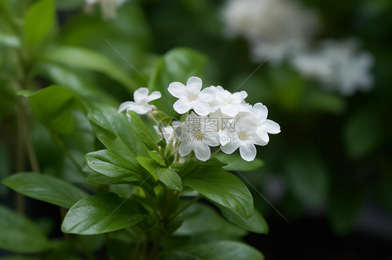 美丽绽放的茉莉花图片