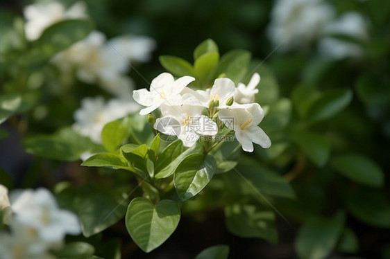 绽放的白色茉莉花图片