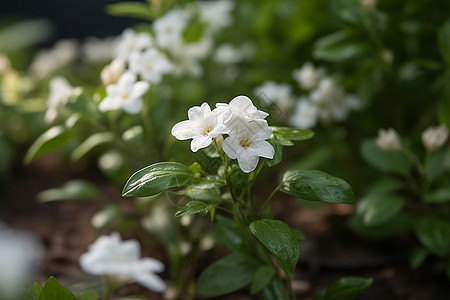 花园里的白色茉莉图片