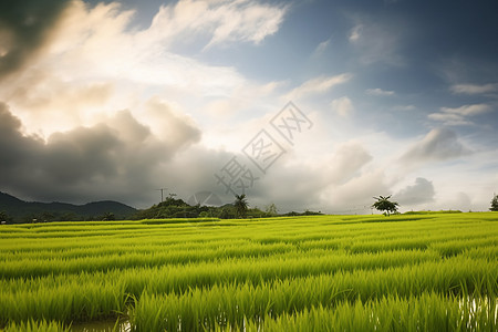 阴天下的水稻田图片