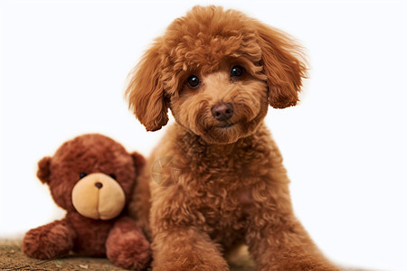 可爱的泰迪狗背景图片
