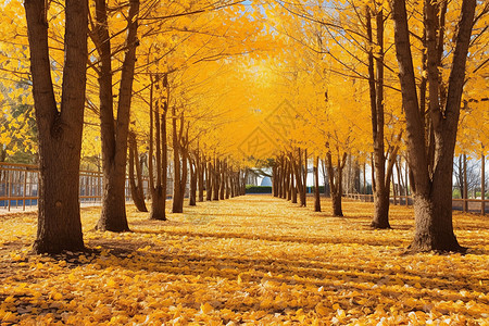 公园的银杏树背景图片