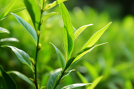 春天的龙井茶背景图片