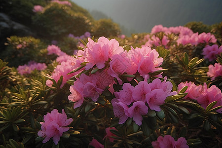 美丽的杜鹃花图片