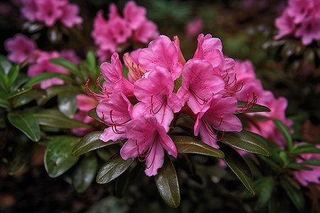 杜鹃花开花了图片