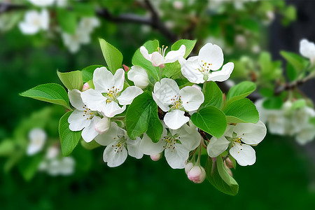 白色的苹果花树图片