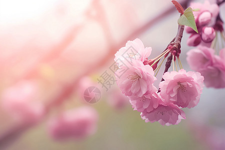 美丽的的樱花图片