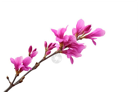 开花的紫荆花图片
