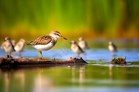 水鸟在湿地里捕鱼图片