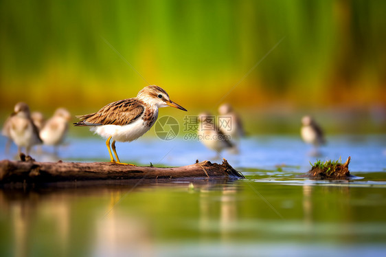 水鸟在湿地里捕鱼图片