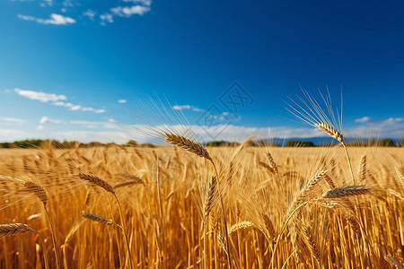 蓝天下金黄的麦子图片
