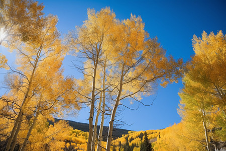 秋天金黄的白杨树林背景图片