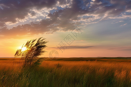 日落时分草原上的自然景色图片