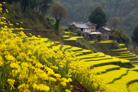 梯田上的油菜花风景图片