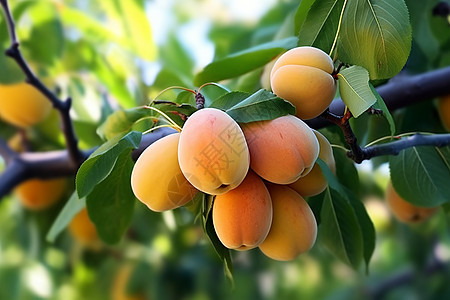 杏树上成熟的果实图片