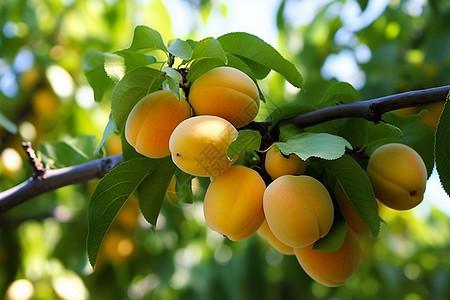 夏季成熟的杏树图片