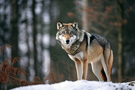 森林野生动物狼图片