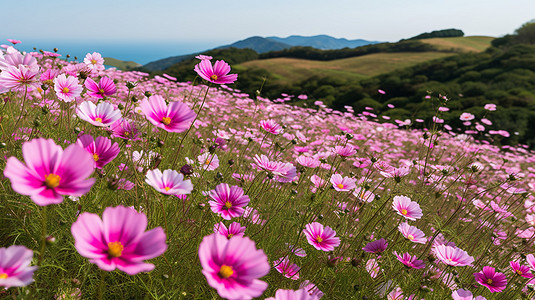 美丽的花海图片