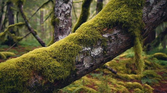 有苔藓的树干在森林里高清图片