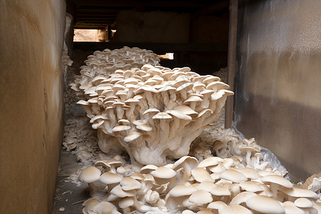大型的蘑菇背景图片