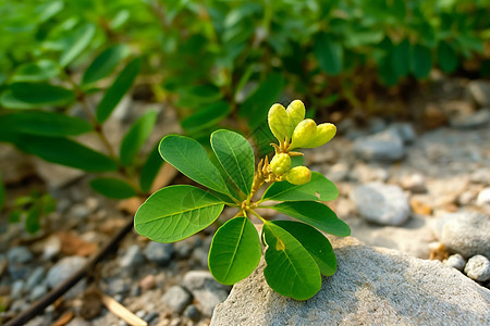 石块上的绿植高清图片