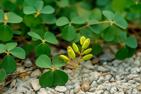 石子地面上的绿植背景图片