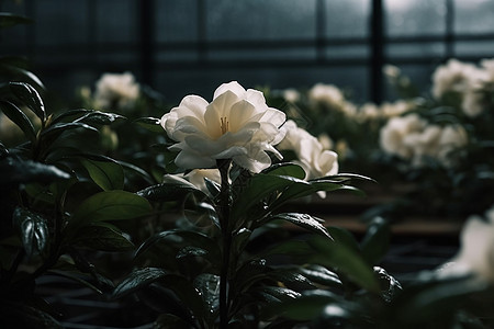 栀子花特写图片