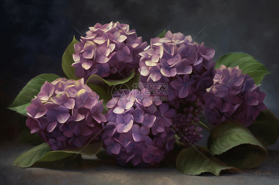 紫色绣球花图片