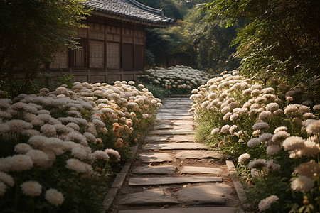 美丽的菊花背景图片