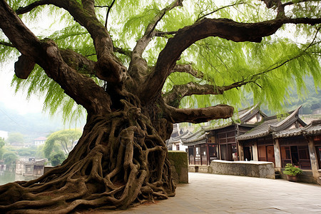 年老的古榕树背景图片